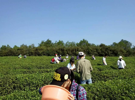 14級本科茶學專業同學茶樹保護實習